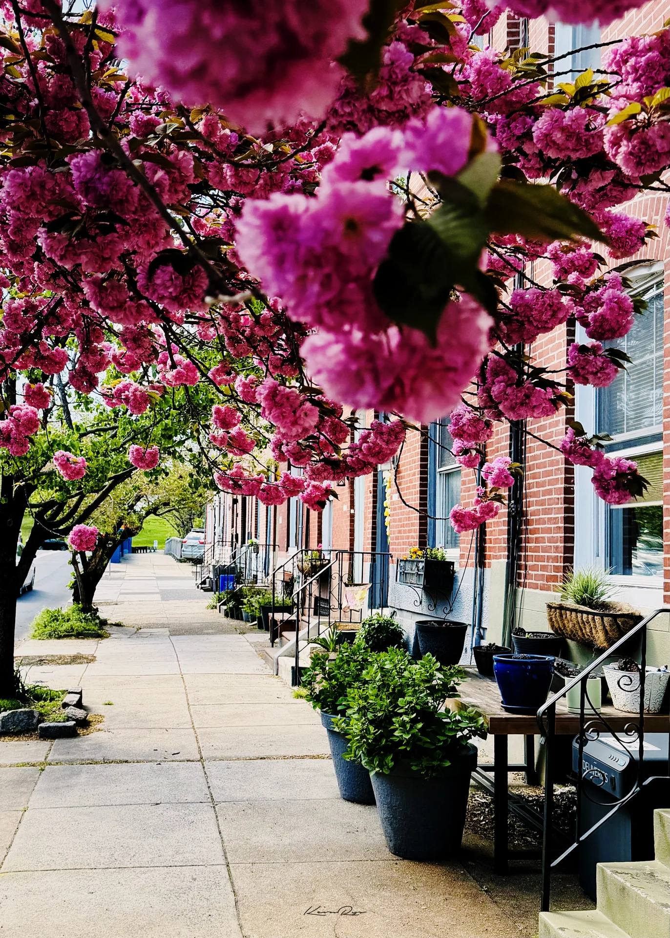 Pink blossoms arch over a brick sidewalk lined with potted plants, iron railings and front stoops