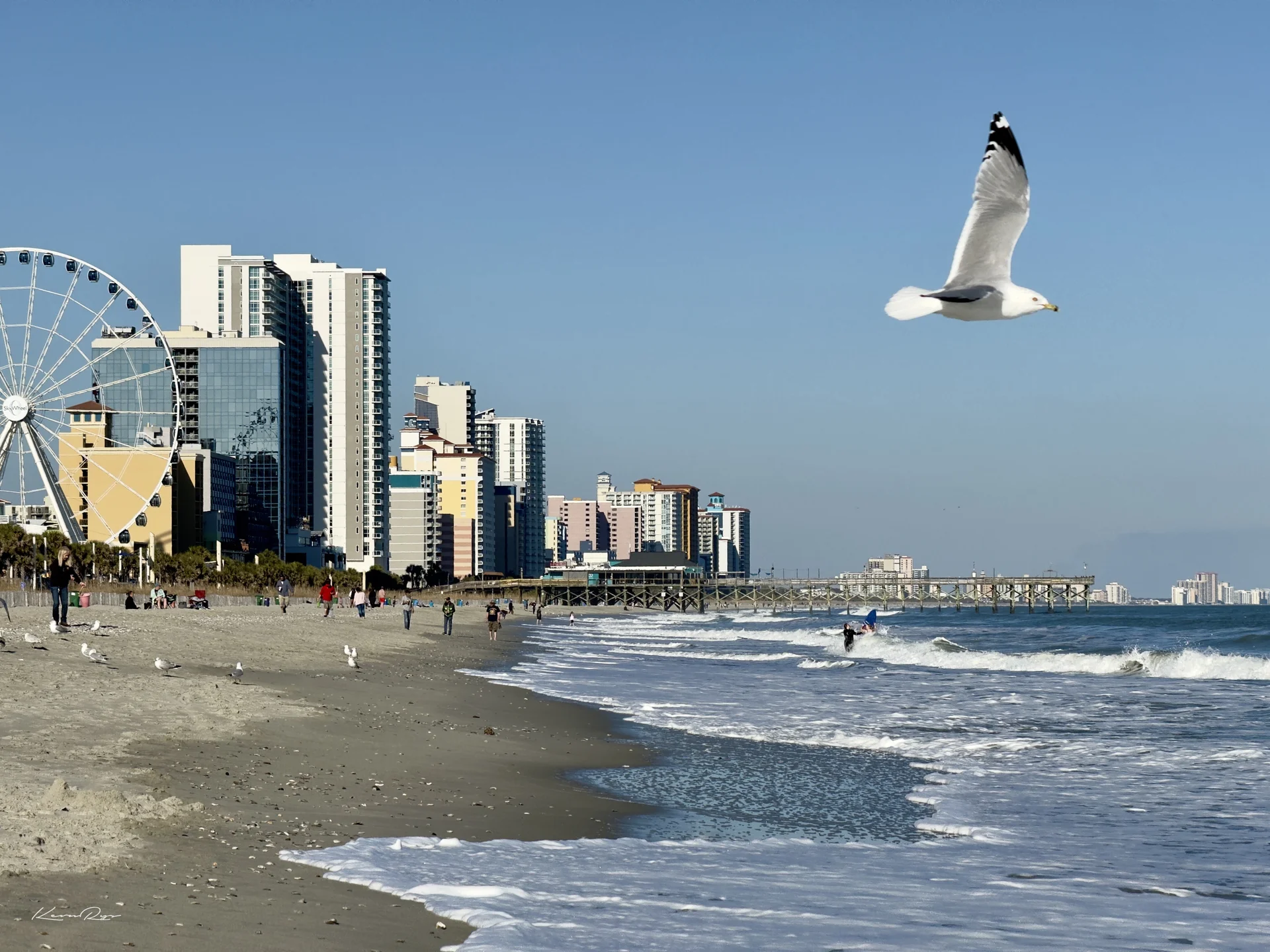 A white gull flies over a sunny beach, with surf, a Ferris wheel plus a row of high-rise hotels behind