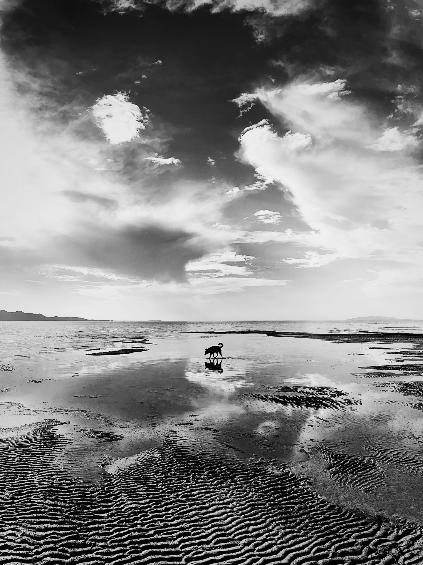 A lone dog walks across shallow, mirror-like water under heavy clouds, wave-rippled sand in the foreground, in monochrome
