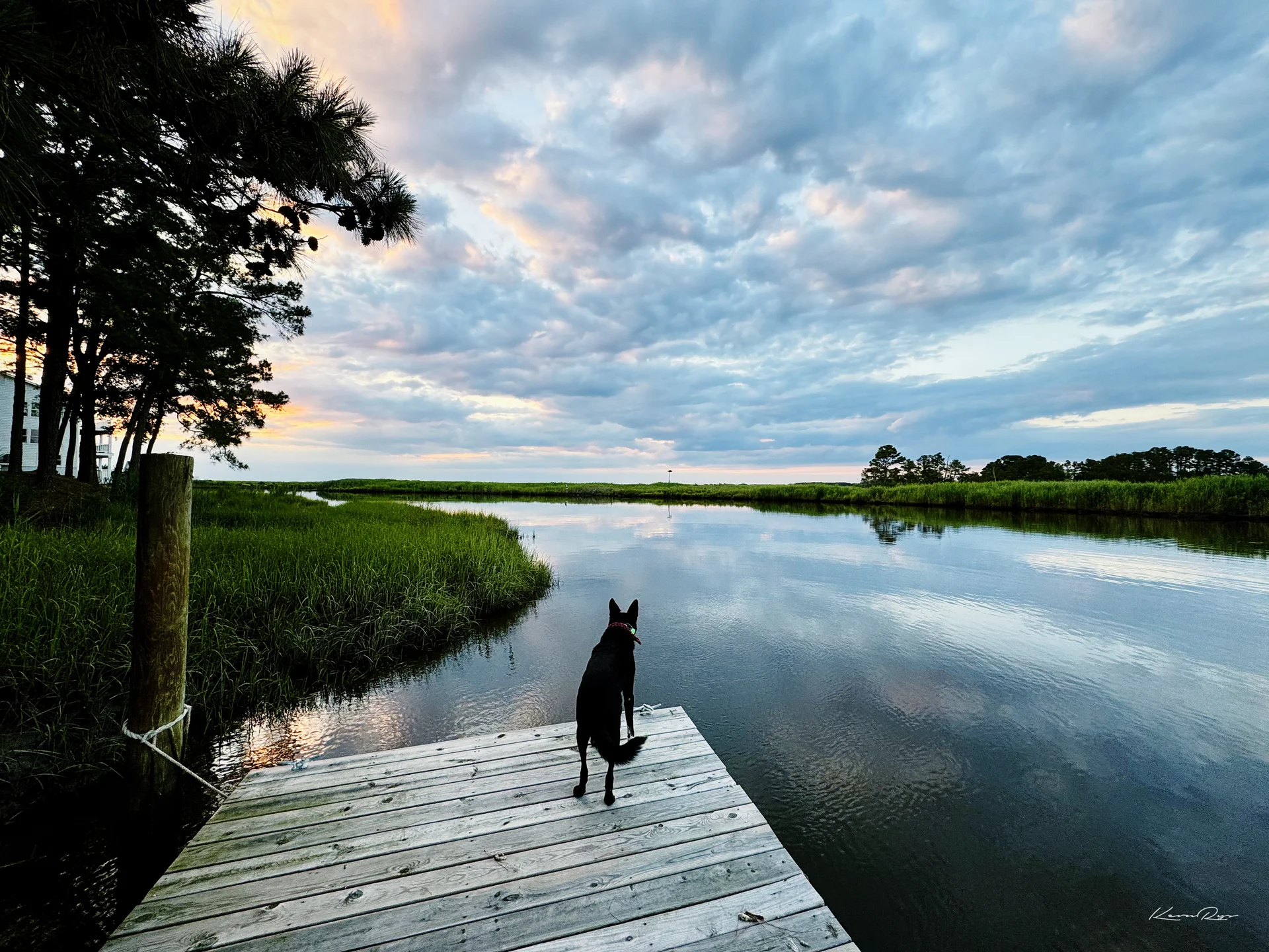 A black dog stands at the end of a wooden dock, looking over a calm channel through marsh grass under pink-tinged clouds