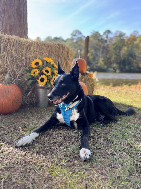 awesome dog